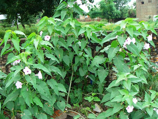 Ipomoea carnea subsp. fistulosa